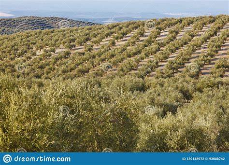 ¿Qué salvará los olivares mediterráneos?